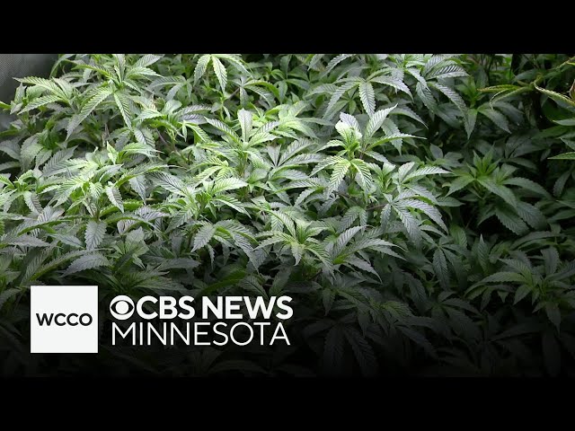 ⁣Minnesota college sees success with first-of-its-kind cannabis certificate program