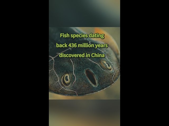 ⁣Fish fossils research reveals discovery of ancient jawless fish species