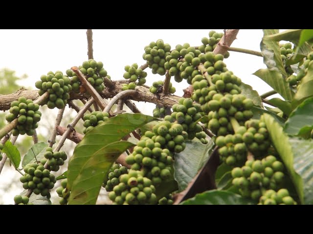 ⁣New crop in the North - Farmers excited as coffee penetrates Acholi and Lango sub-regions