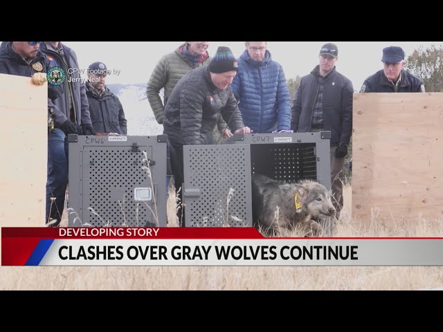 ⁣Advocates call for quick release of Copper Creek wolves