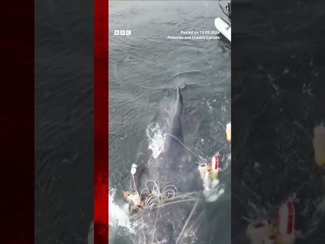 ⁣Entangled whale freed from nets after four-day rescue. #Whale #Canada #BBCNews