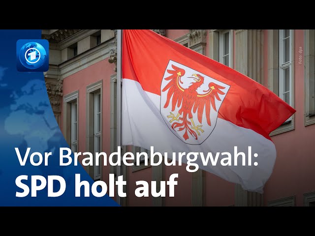 ⁣Vor Landtagswahl in Brandenburg: SPD holt AfD in Umfrage fast ein