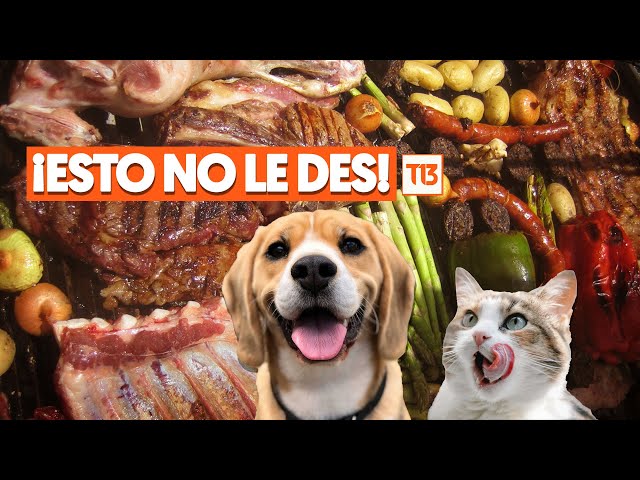 ⁣La comida del asado que NO debes darle a tu perro o gato porque lo puede enfermar