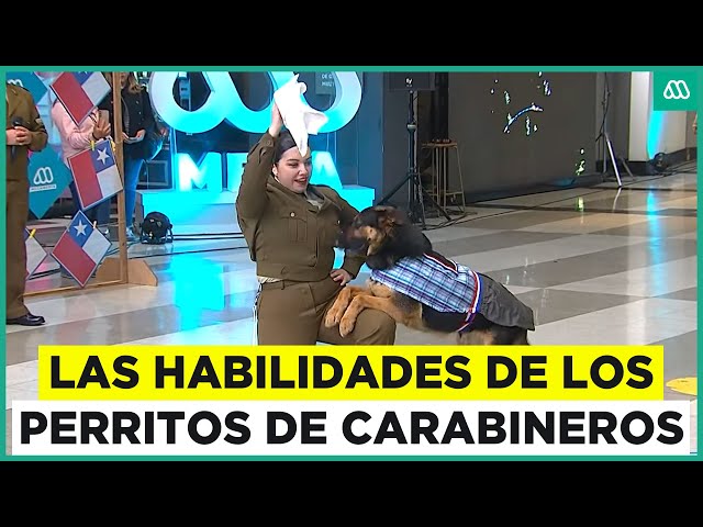 ⁣Perritos de carabineros demuestras sus habilidades en Fiestas Patrias