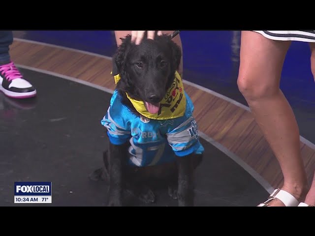 ⁣Your pets can join you in cheering on the Detroit Lions