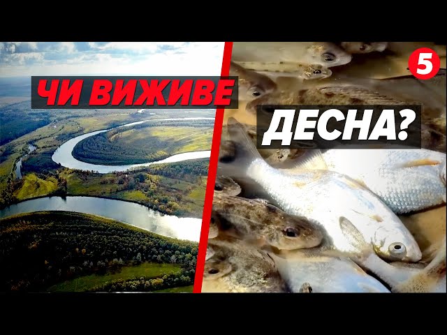 ⁣⚡ЗАБРУДНЕННЯ води у Десні! Як врятувати річку? Пояснення фахівців!