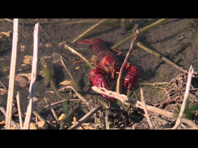 ⁣Environnement : le fléau des écrevisses de Louisiane