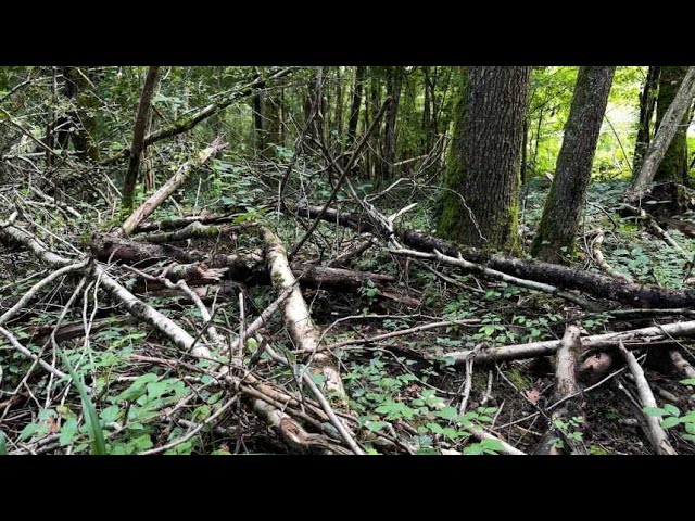 ⁣Des arbres abattus et volés dans les forêts privées