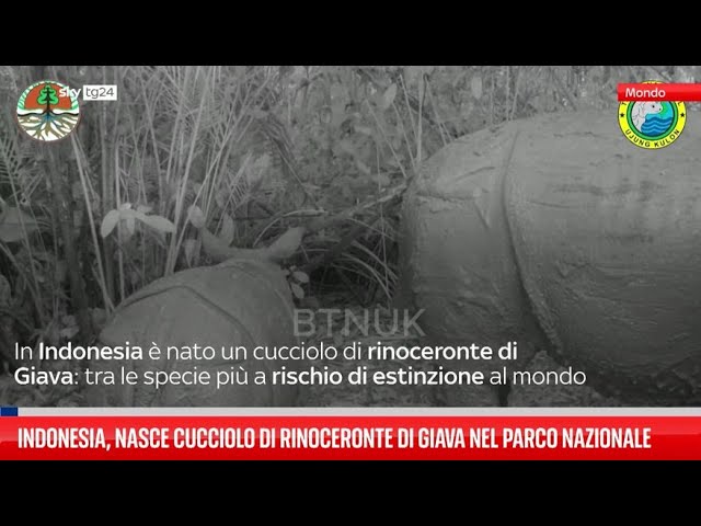 ⁣Indonesia, nato cucciolo di rinoceronte di Giava