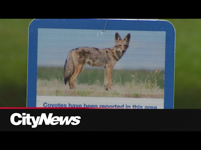 ⁣Petition calling for removal of coyotes in Etobicoke parks