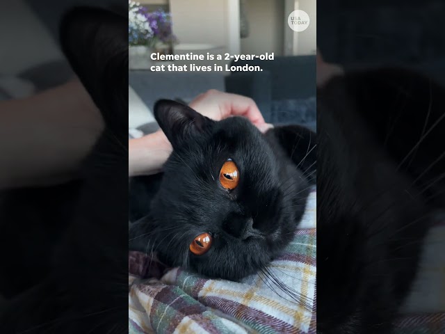 ⁣Black cat with bright orange eyes goes viral for Friday the 13th #Shorts