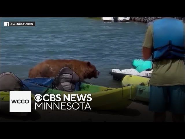 ⁣Bear takes in leisurely swim in Lake Tahoe