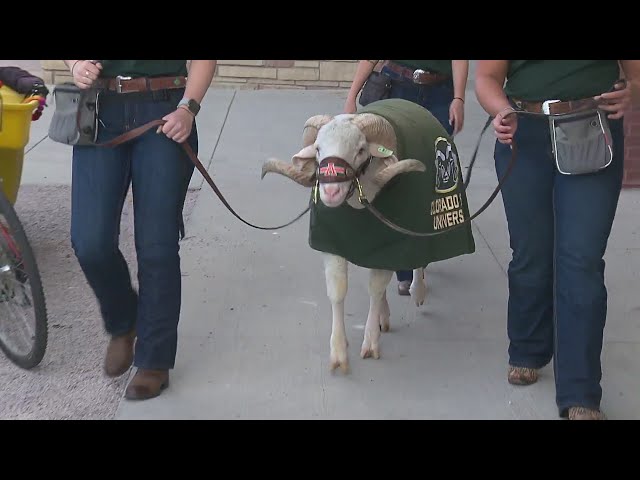 ⁣With the Rocky Mountain Showdown comes the Battle of the Mascots for CU and CSU