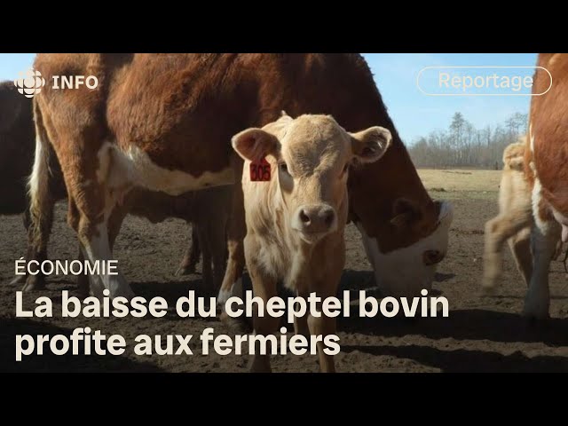 ⁣Le nombre de bovins en Alberta est à son plus bas depuis 1987