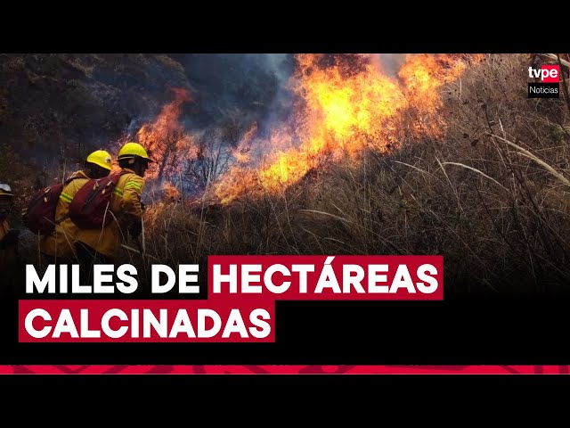 Indeci: incendios forestales causan al menos 10 fallecidos