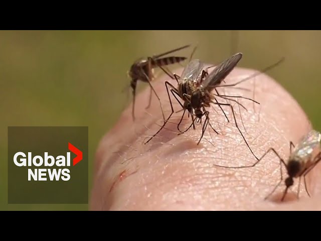 ⁣Rare, deadly mosquito-borne virus ‘Triple E’ killed Ottawa resident in August: officials