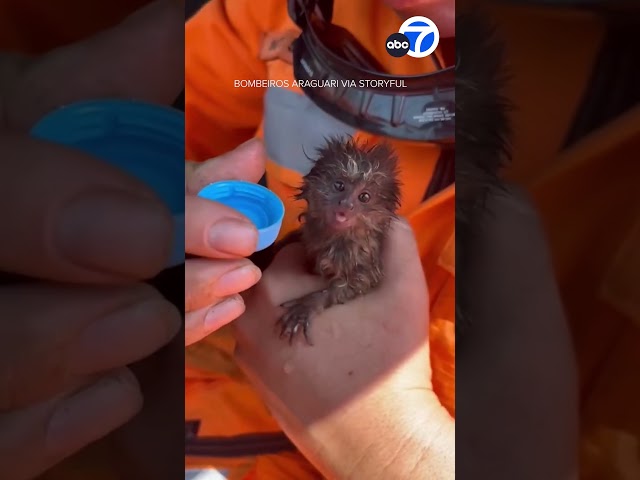 ⁣Crews rescue baby marmoset from Brazil forest fire