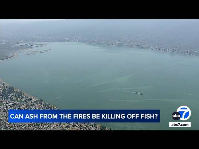 ⁣Thousands of fish dying off in Lake Elsinore amid Airport Fire; biologists monitoring water