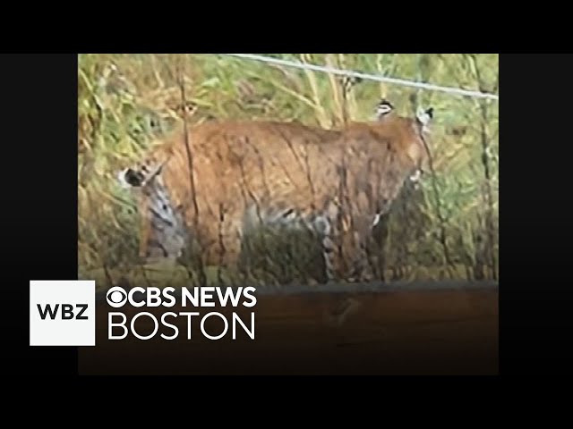 ⁣Townsend family says bobcat stalked them on way to school bus stop