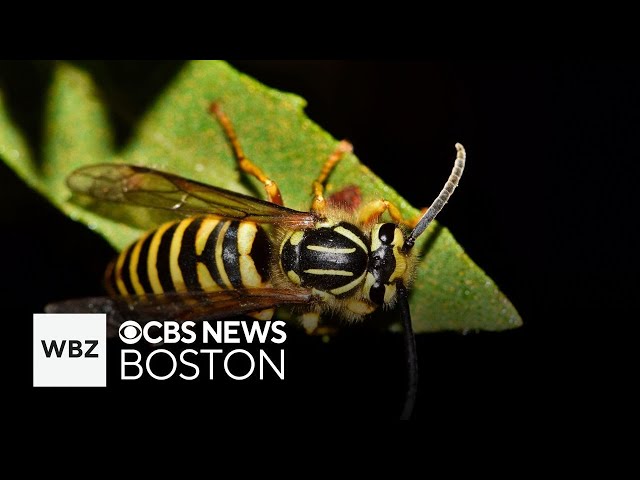 ⁣Aggressive yellowjacket species has moved into Massachusetts