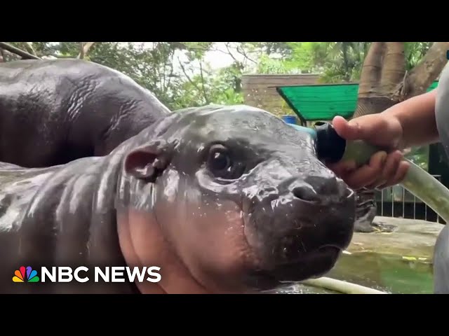 ⁣Baby Hippo named Moo becomes viral sensation