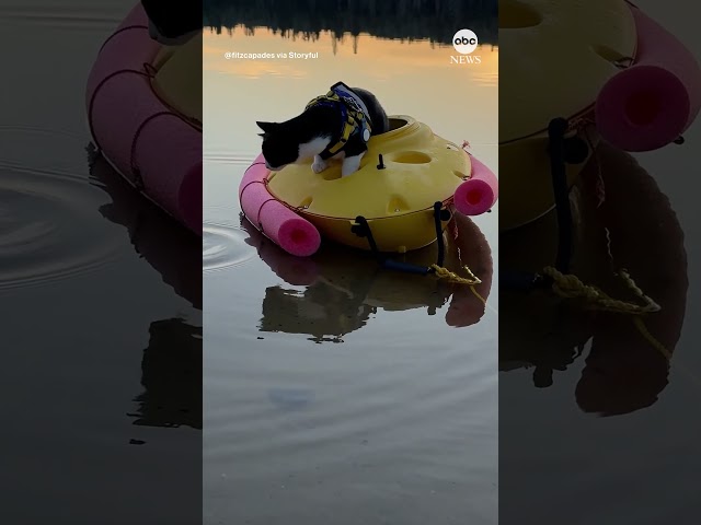 ⁣Kitten enjoys the sunset on a lake