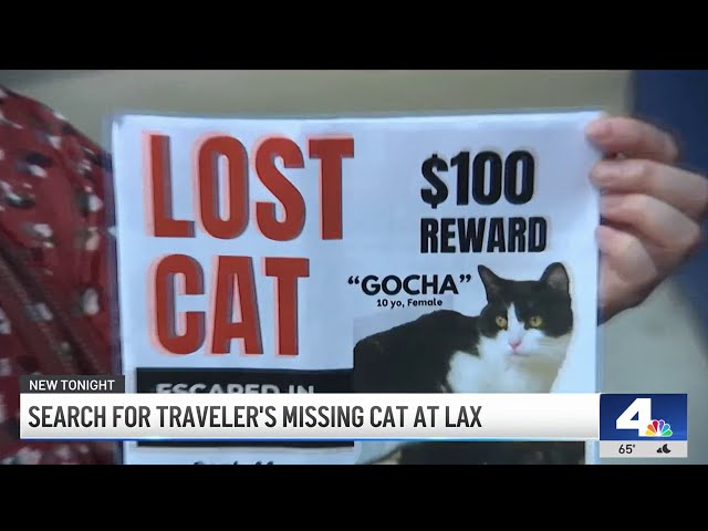 ⁣Search for traveler's missing cat at LAX