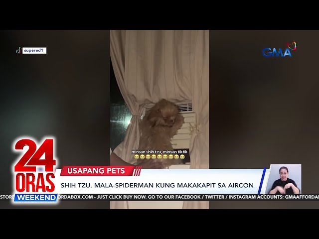 ⁣Usapang Pets - Labrador tumatakbo pag nakakarinig ng "hello po" | Shih tzu... | 24 Oras We