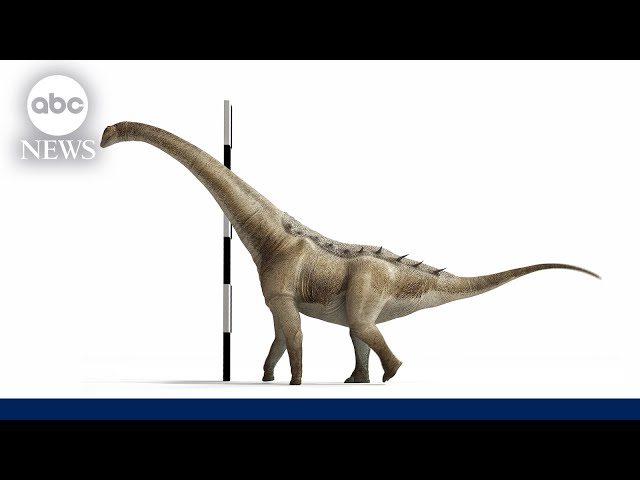 ⁣New species of titanosaur identified amid group of ancient skeletons found in Spain