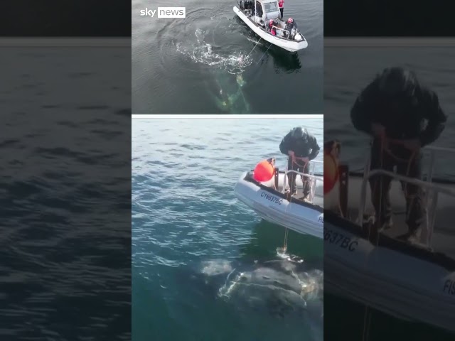 ⁣Humpback whale rescued from entangled fishing gear