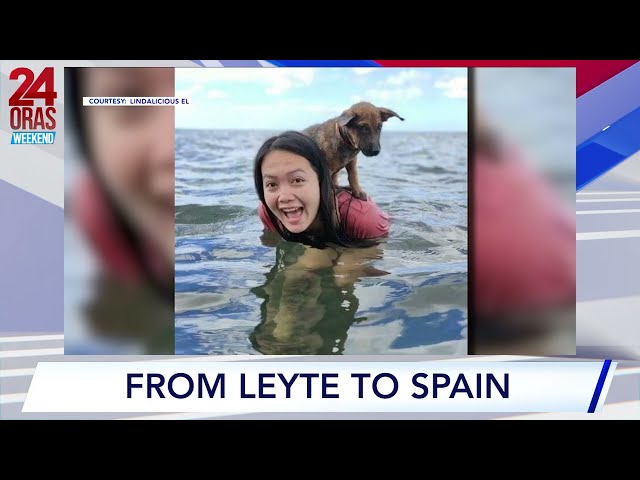 ⁣Inabandonang aspin na napulot sa Leyte, dinala ng fur mom sa Spain #shorts | 24 Oras Weekend