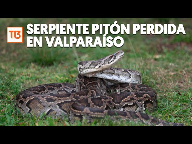 Alerta por serpiente pitón perdida en Valparaíso