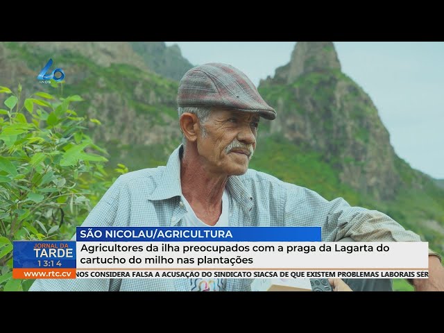 ⁣Agricultores da ilha preocupados com a praga da Lagarta do cartucho do milho nas plantações