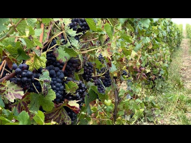 ⁣80% de récoltes perdues, année « cauchemar » pour les vignerons