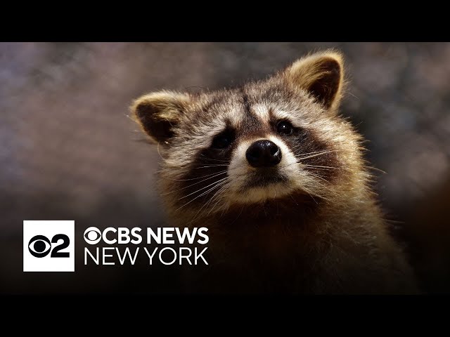 ⁣Rabid animals prompt vaccinations in Nassau County