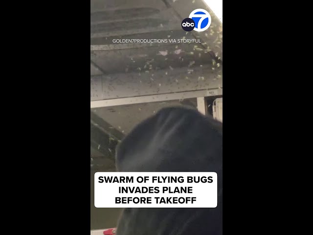 ⁣Swarm of bugs invades plane before takeoff