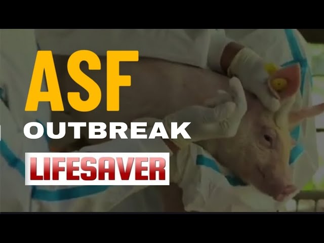 ⁣ASF OUTBREAK: Nasabat sa mga checkpoint | LIFESAVER 09/15/2024