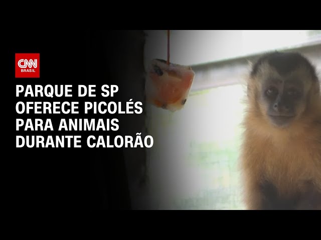 ⁣Parque de SP oferece picolés para animais durante calorão | CNN Prime Time