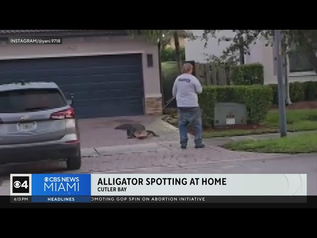 ⁣Alligator spotted at Cutler Bay home