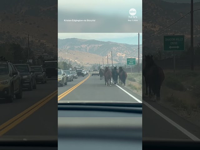 ⁣Wild horses flee Nevada fire