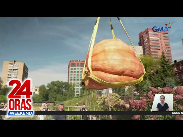 ⁣Giant pumpkin na singbigat ng toro, itinanghal na pinakamabigat sa Russia | 24 Oras Weekend