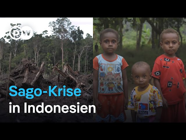 ⁣Indonesien: Schrumpfende Wälder, wachsender Hunger | DW Reporter