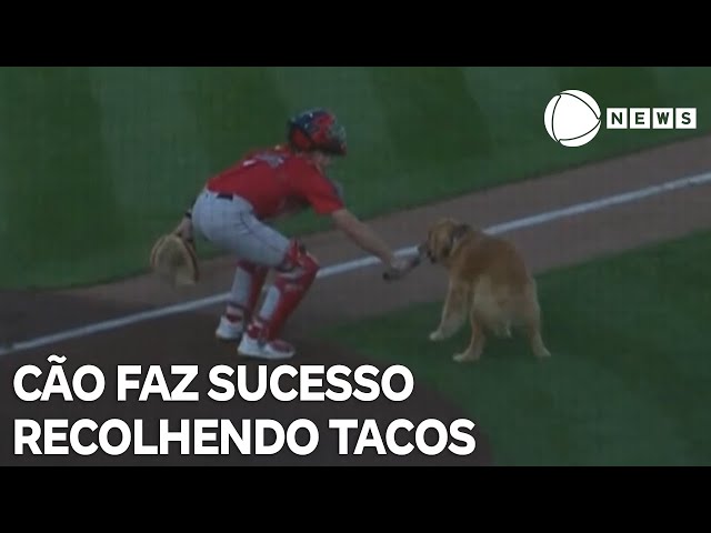 ⁣Cão faz sucesso recolhendo tacos de beisebol