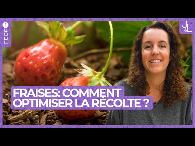 ⁣Fraises : comment optimiser sa récolte au potager | Jardins et Loisirs