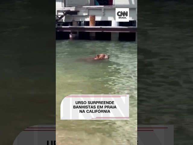 ⁣Urso surpreende banhistas em praia na Califórnia