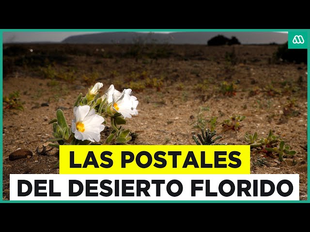 ¡Los primeros brotes!: Las hermosas postales del desierto florido