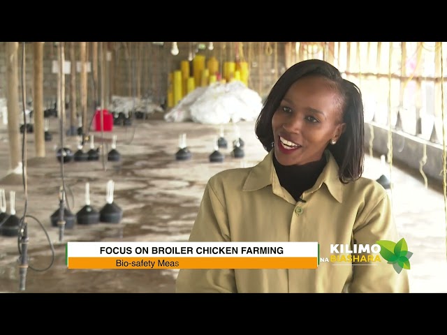 ⁣Focus On Broiler Chicken Farming | Kilimo na Biashara