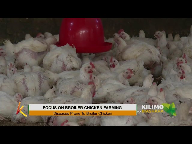 ⁣K24 TV LIVE| FOCUS ON BROILER CHICKEN FARMING. #kilimonabiashara