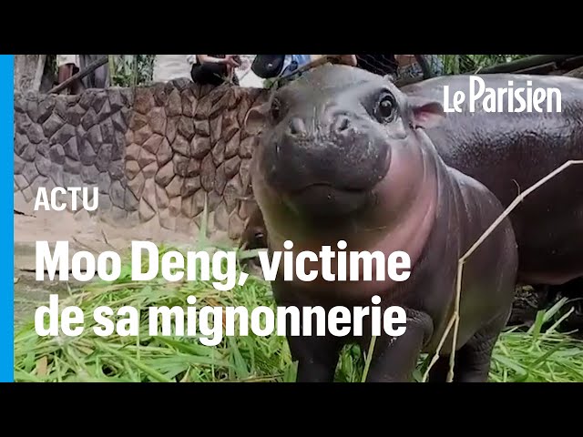 ⁣Moo Deng, le bébé hippopotame nain qui fait craquer Internet ( et ce n’est pas sans danger )