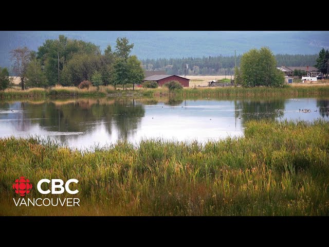 ⁣Nature Trust of B.C. raises $4 million to protect Kootenay grizzly and elk habitat